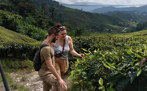 Taman Negara to Ipoh One-Way Private Transfer via Cameron Highlands