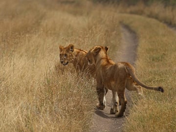 lions