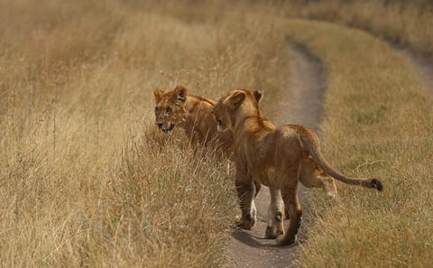 4 DAYS GROUP JOINING BUDGET SAFARI TO MAASAI MARA ONLY