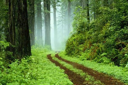 Sinharaja Rain Forest Tour from Galle