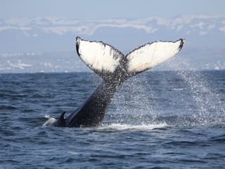 Whales, Puffins & Reykjavík, photo 14