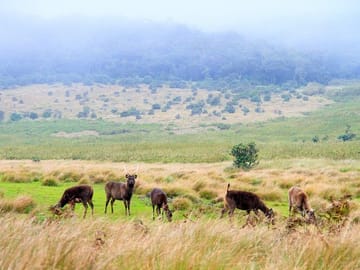 Horton Plains Day Tour from Kandy with Nuwara Eliya Visit