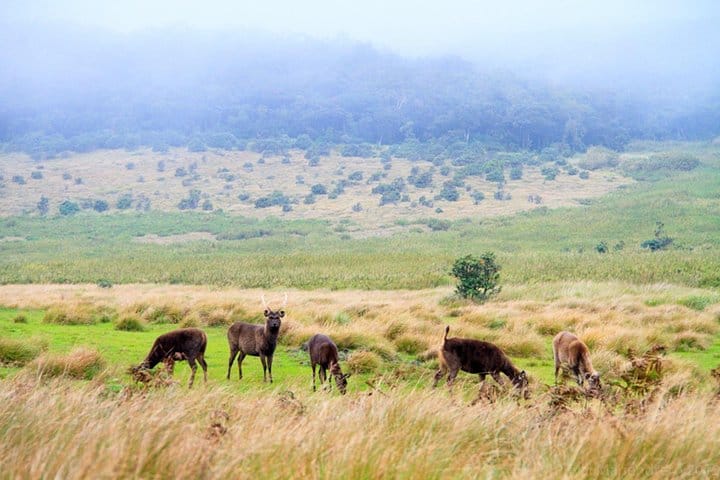 Hortan Plains Tour From Kandy 2