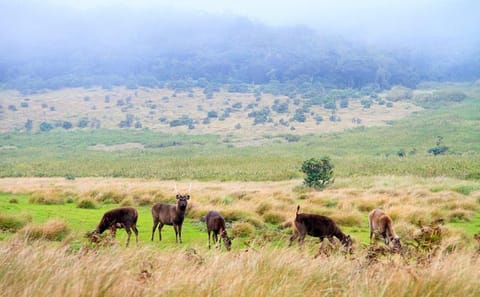 Horton Plains Day Tour from Kandy with Nuwara Eliya Visit