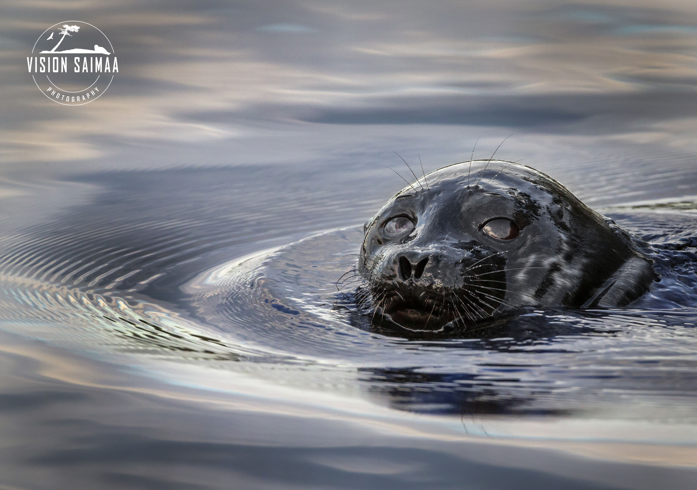 Saimaa ringed seal in water