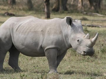 Guided Day Tour of Ol Pejeta Conservancy from Nairobi