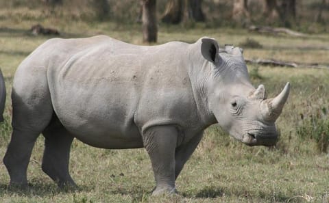 Guided Day Tour of Ol Pejeta Conservancy from Nairobi