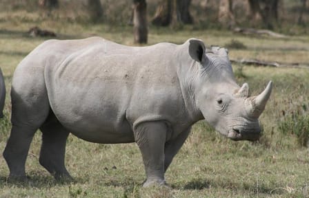 Guided Day Tour of Ol Pejeta Conservancy from Nairobi