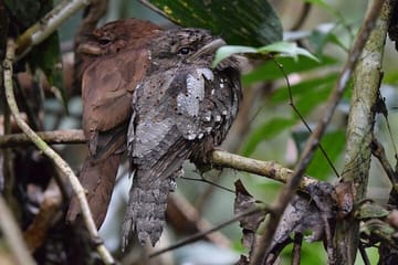 Sinharaja Rain Forest Tour from Colombo