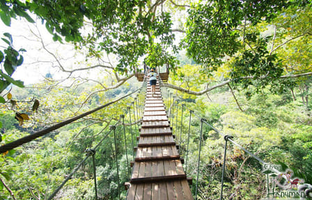 Ziplining Adventure in Phuket's Jungle Canopy