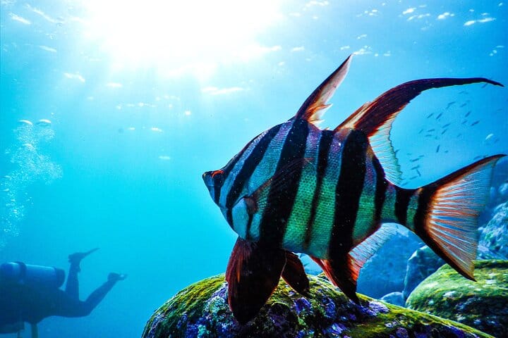Snorkeler watching an Old Wife (Enoplosus armatus) fish swimming towards the light