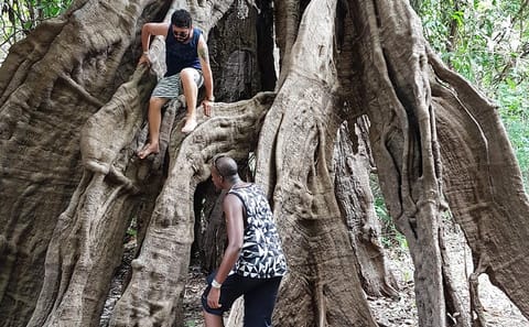 4-Hour Amazon Rainforest Trekking Tour from Manaus