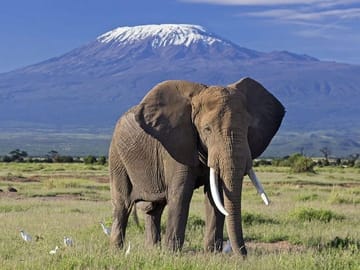 Amboseli safari