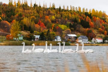 Akureyri Private Walking Tour