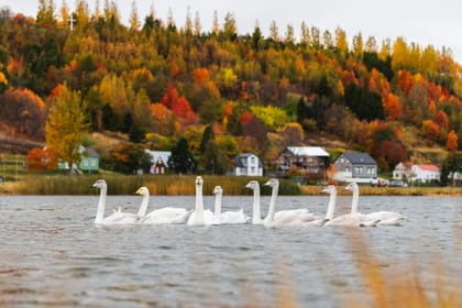 Akureyri Private Walking Tour