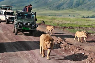7-Day Tour Tsavo West Amboseli Lake Nakuru and Masai Mara