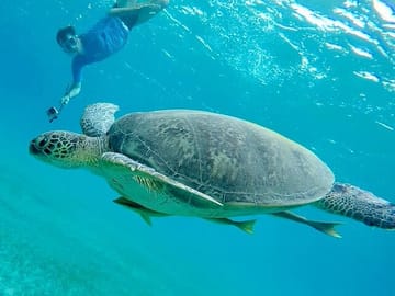 Snorkeling Adventure at Abu Dabab from Hurghada