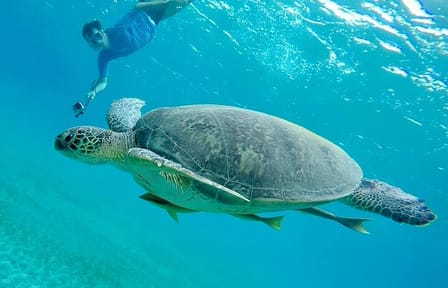 Abu Dabab Semi-Private Trip with tickets & lunch from Hurghada