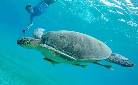 Snorkeling Adventure at Abu Dabab from Hurghada