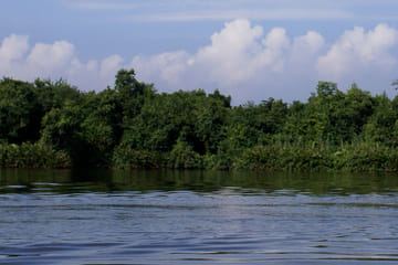Muthurajawela Sanctuary Boat Tour and Bird Watching from Colombo