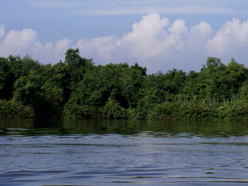 Muthurajawela Sanctuary Boat Tour and Bird Watching from Colombo