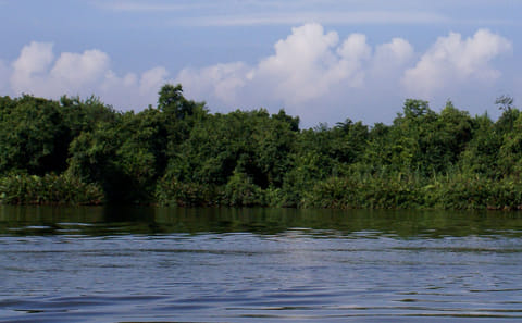 Muthurajawela Sanctuary Boat Tour and Bird Watching from Colombo