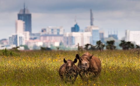 Nairobi National Park Game Drive and Beads Center Tour