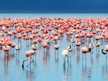 Lake Manyara Flamingoes