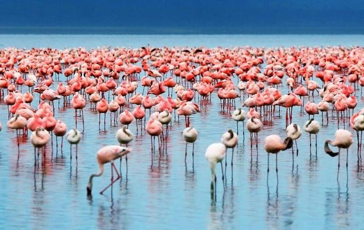 2Days Lake Manyara and Ngorongoro Crater Camping Safari