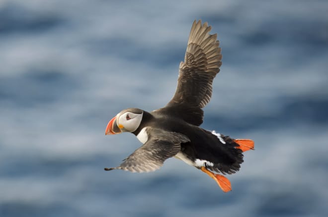 Private Puffin Colony Tour from Seyðisfjörður Port photo 3