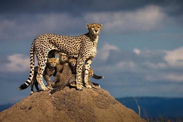 3 Days Masai Mara Flying Safari & Hot Air Balloon Ride Package