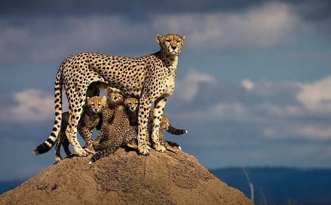 3-Day Masai Mara Safari with Hot Air Balloon Experience
