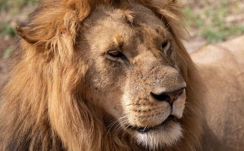 8-Day Safari Adventure in Kenya's National Parks
