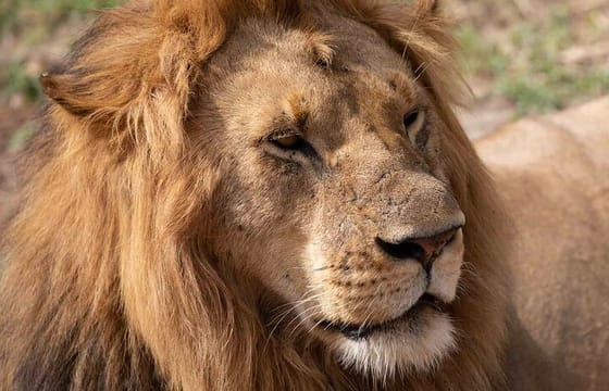 8 Days Tsavo East West Amboseli Lake Nakuru and Masai Mara Safari