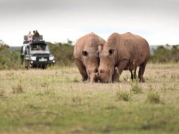 Rhinos at Solio conservancy