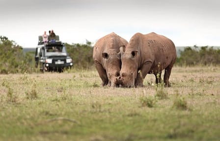 3-Day Luxury Safari Adventure at Solio Ranch, Kenya