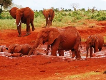 12Days Best of Kenya and Tanzania Wildlife Safari