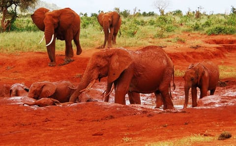Giraffe Center and David Sheldrick Elephant Orphanage Tour in Nairobi