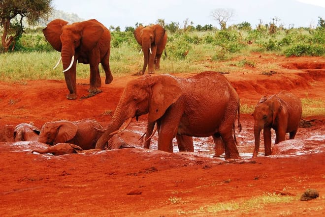 Day Tour: Giraffe Center and David Sheldrick Elephant Orphanage from Nairobi 2