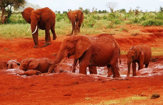 Day Tour: Giraffe Center and David Sheldrick Elephant Orphanage from Nairobi