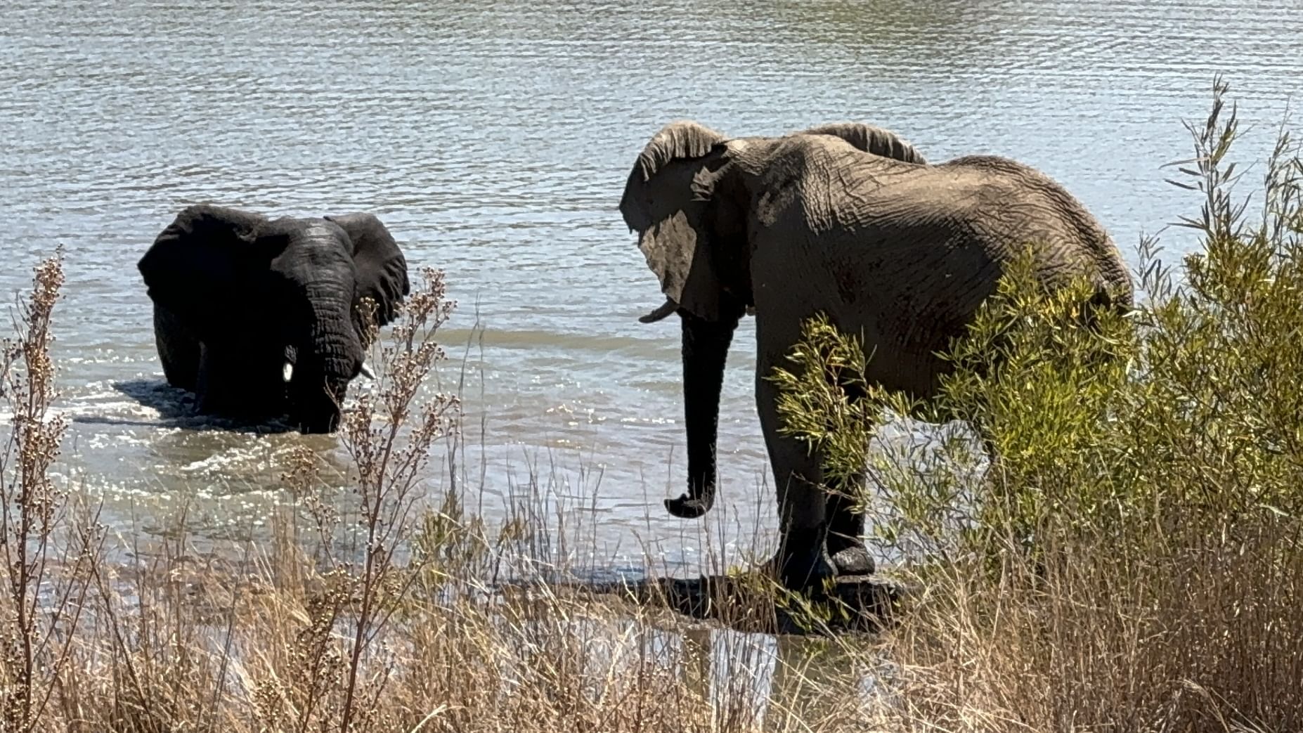 The Big Five animals spotted on a full-day Pilanesberg Safari from Johannesburg with Deeprift Ventours