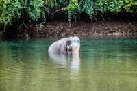 Elephant World Kanchanaburi with Private Transport from Bangkok 6