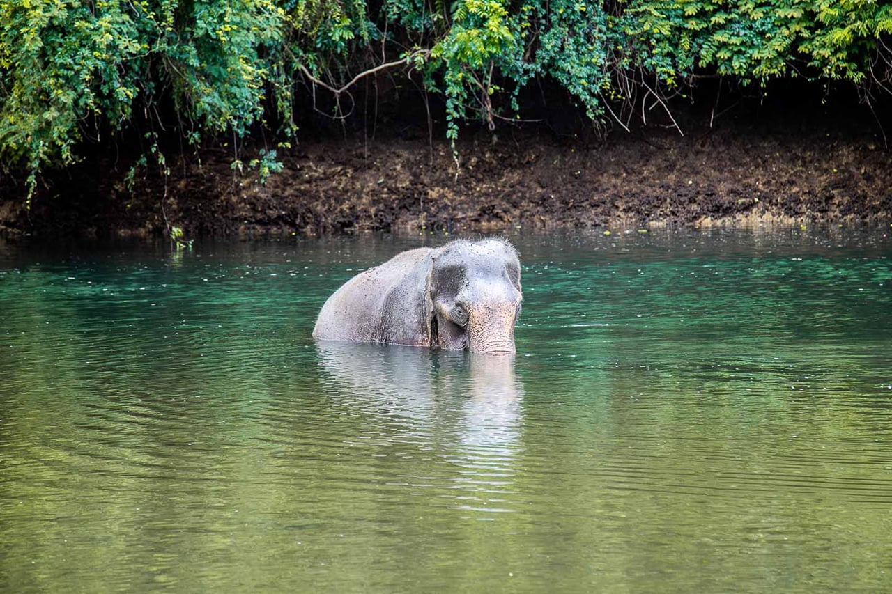 Elephant World Kanchanaburi with Private Transport from Bangkok 6