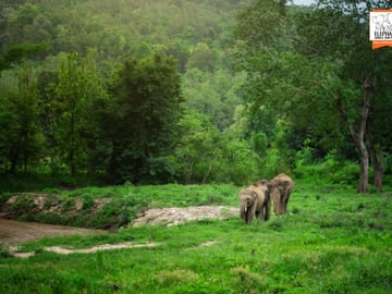 Chiang Mai Elephant Care and Conservation Volunteer Program