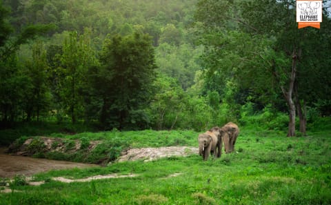 Chiang Mai Elephant Care and Conservation Volunteer Program