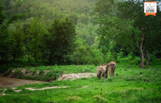 Chiang Mai: Volunteer program