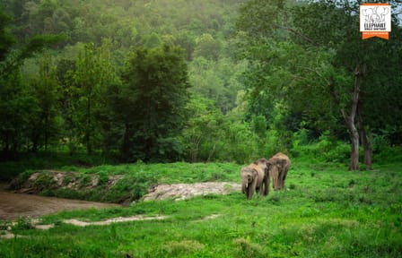 Chiang Mai Elephant Care and Conservation Volunteer Program