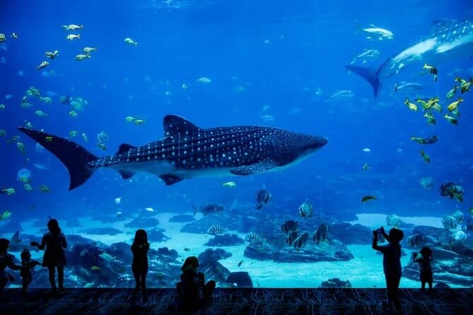 Abu Dhabi : The National Aquarium Aquatic Wonderland,