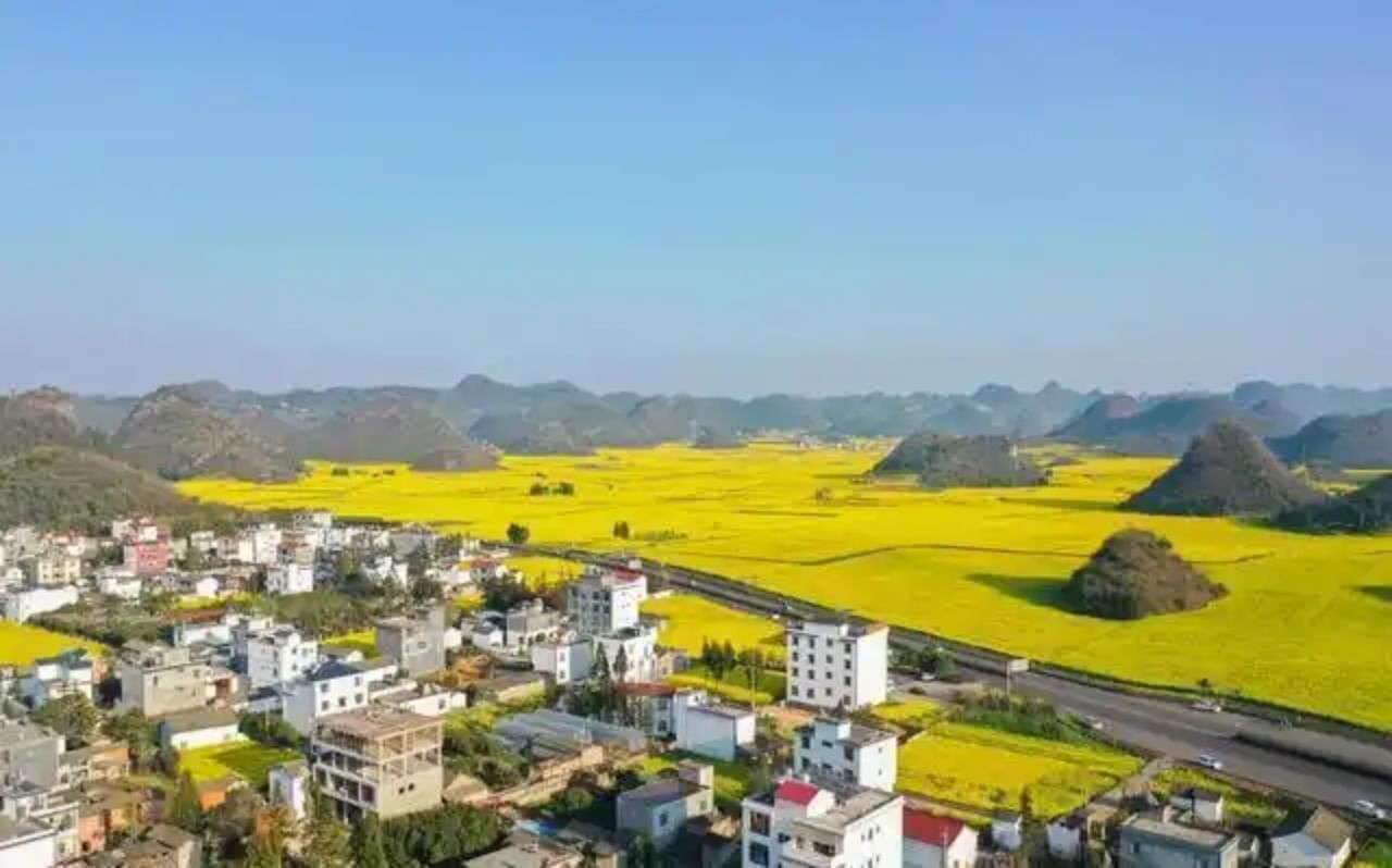 Luoping 1,000 acres of rape fields