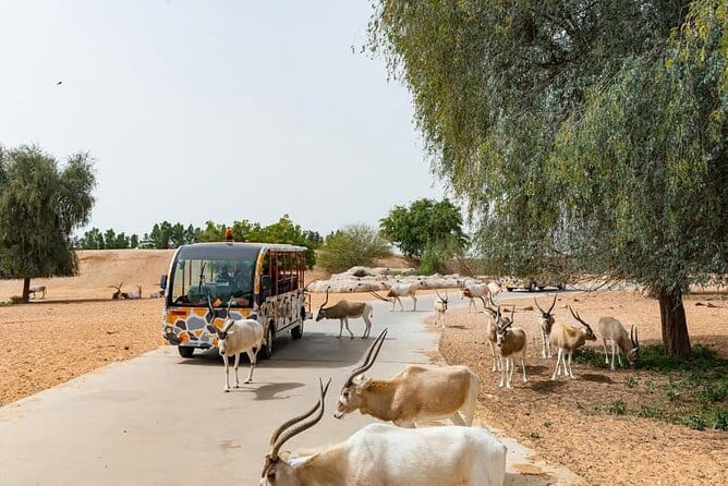 Dubai: Safari Park, Your Ultimate Wildlife Adventure!